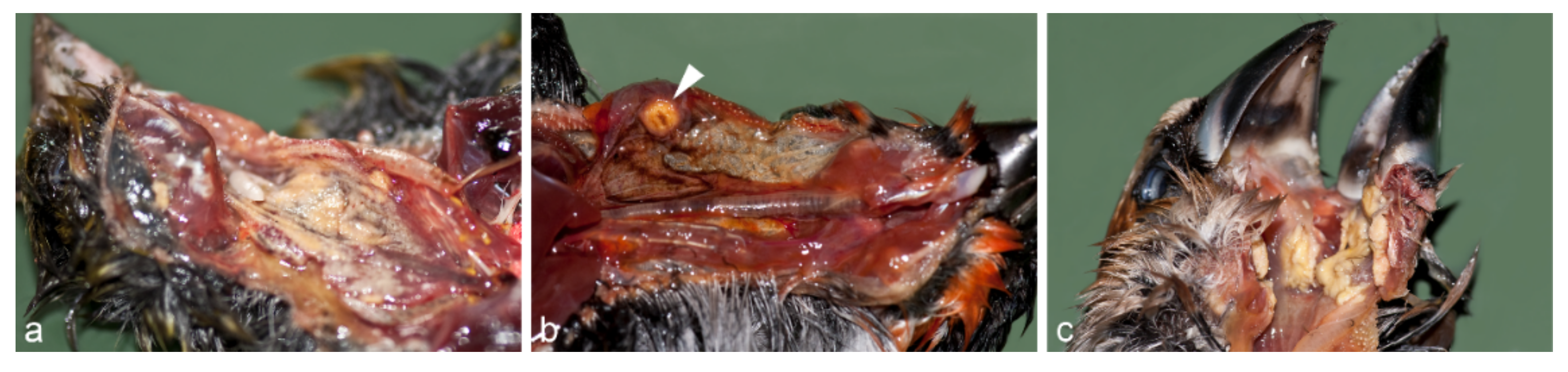 Animals 12 01306 g002