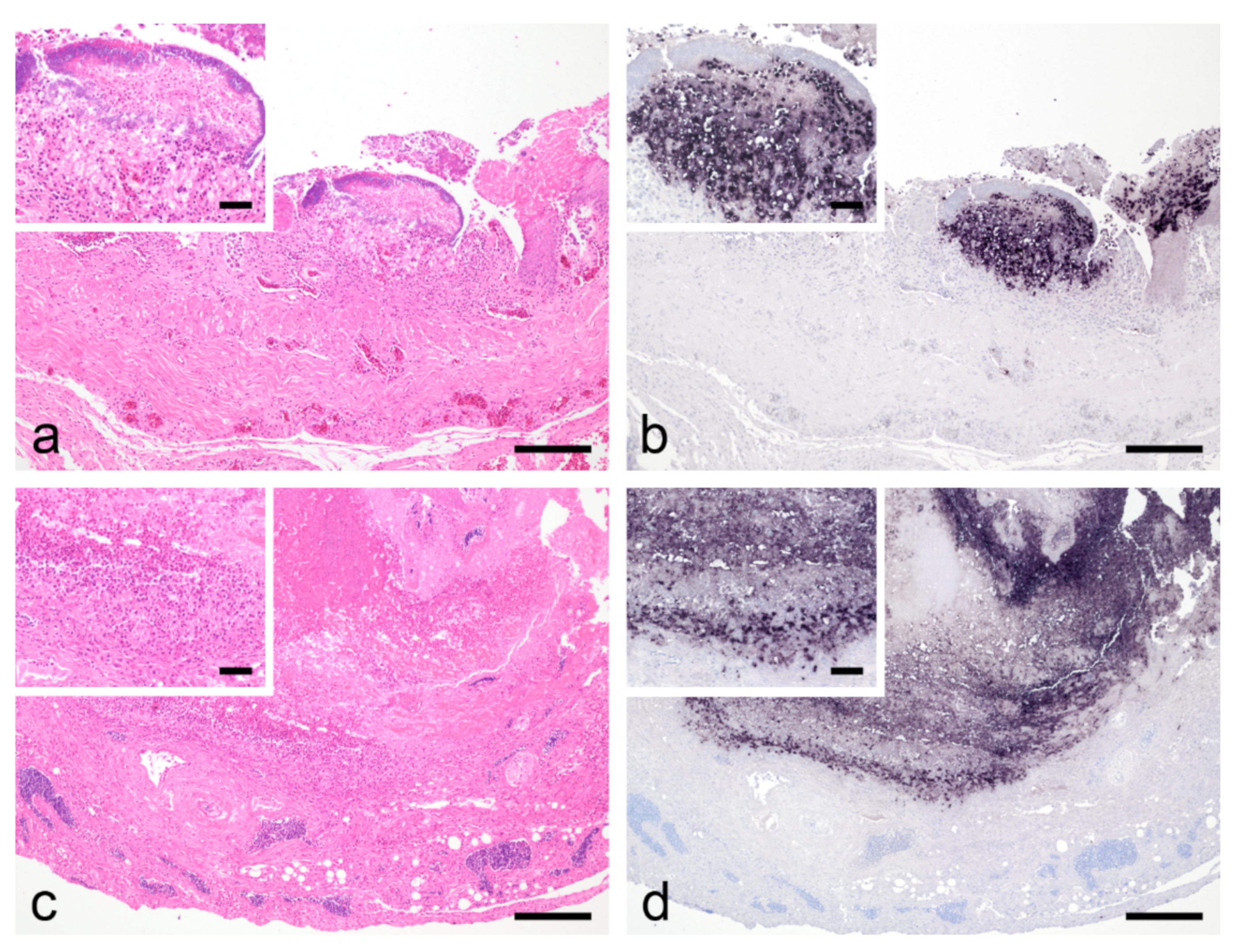 Animals 12 01306 g003