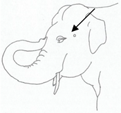 Animals 12 01332 i001