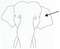 Animals 12 01332 i002