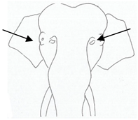 Animals 12 01332 i003