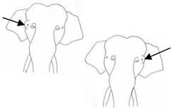 Animals 12 01332 i004