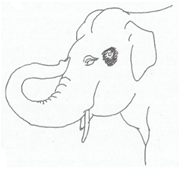 Animals 12 01332 i005