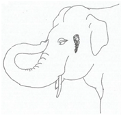 Animals 12 01332 i006