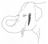 Animals 12 01332 i007