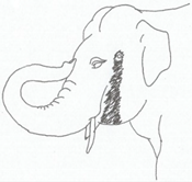 Animals 12 01332 i008