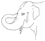 Animals 12 01332 i009