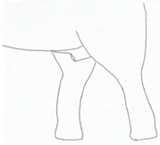 Animals 12 01332 i010