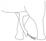 Animals 12 01332 i011