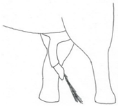 Animals 12 01332 i013