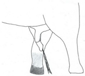 Animals 12 01332 i015