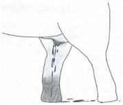 Animals 12 01332 i016