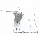 Animals 12 01332 i017