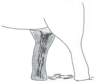 Animals 12 01332 i018