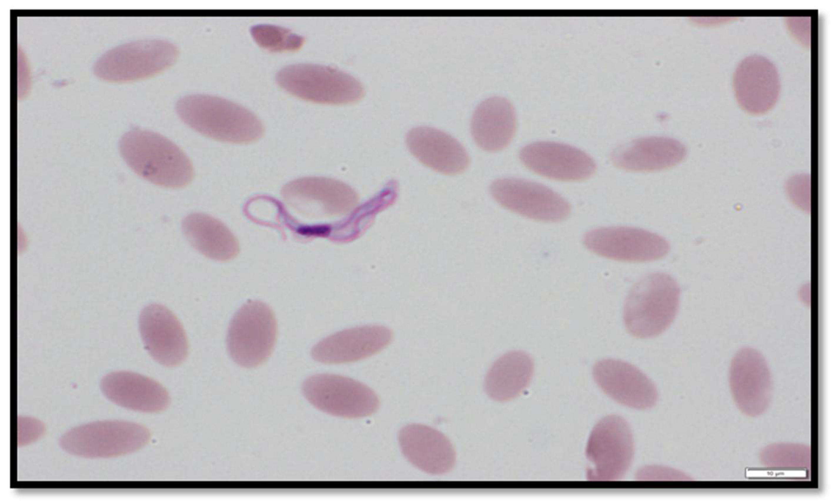 Animals 12 01348 g001