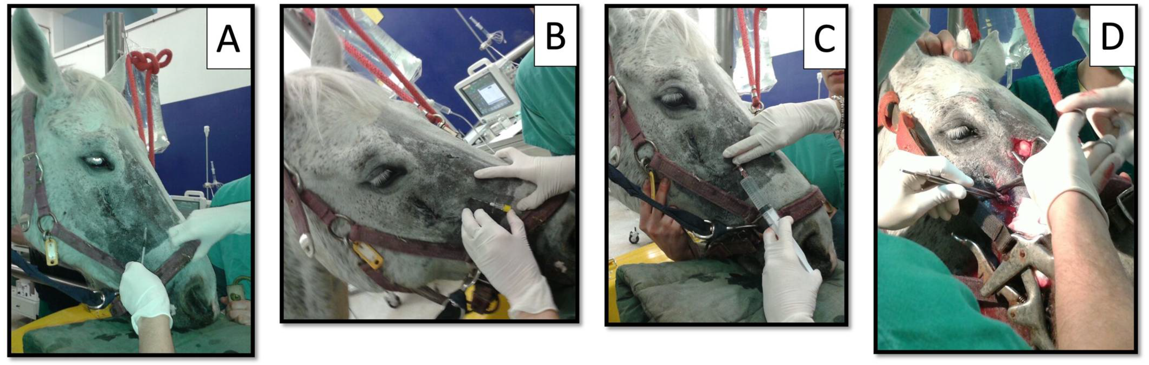 Animals 12 01369 g002