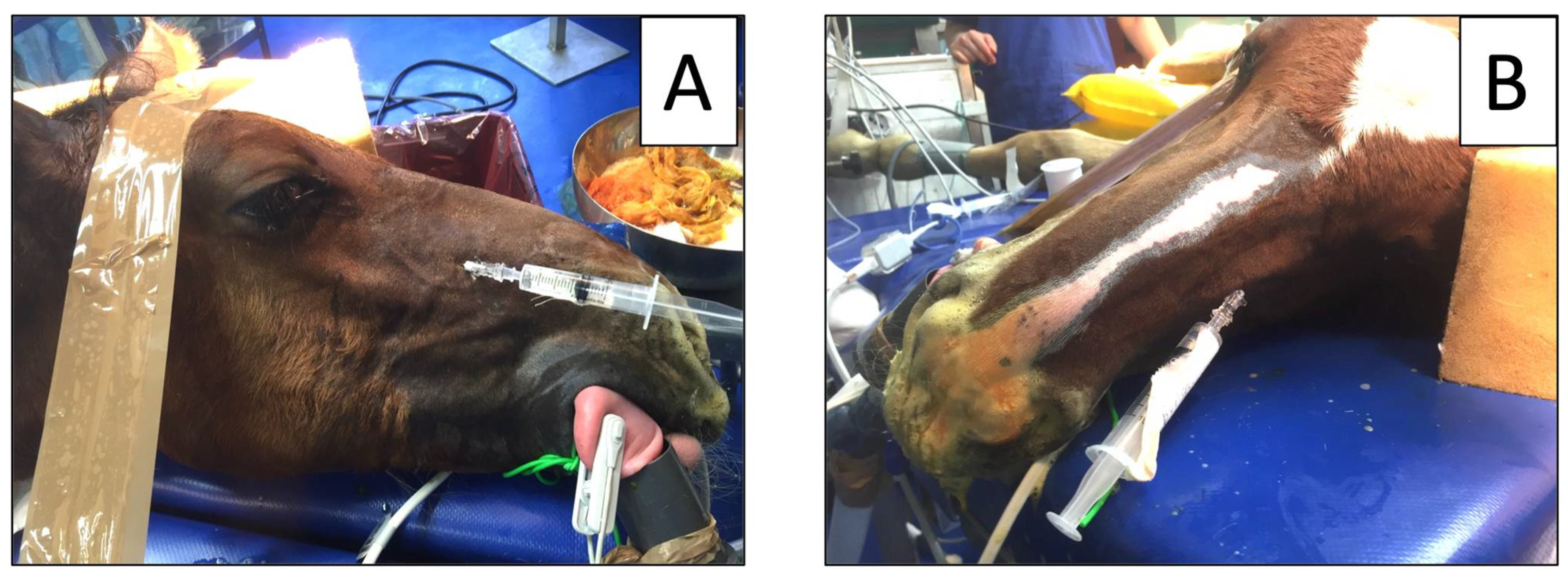 Animals 12 01369 g003