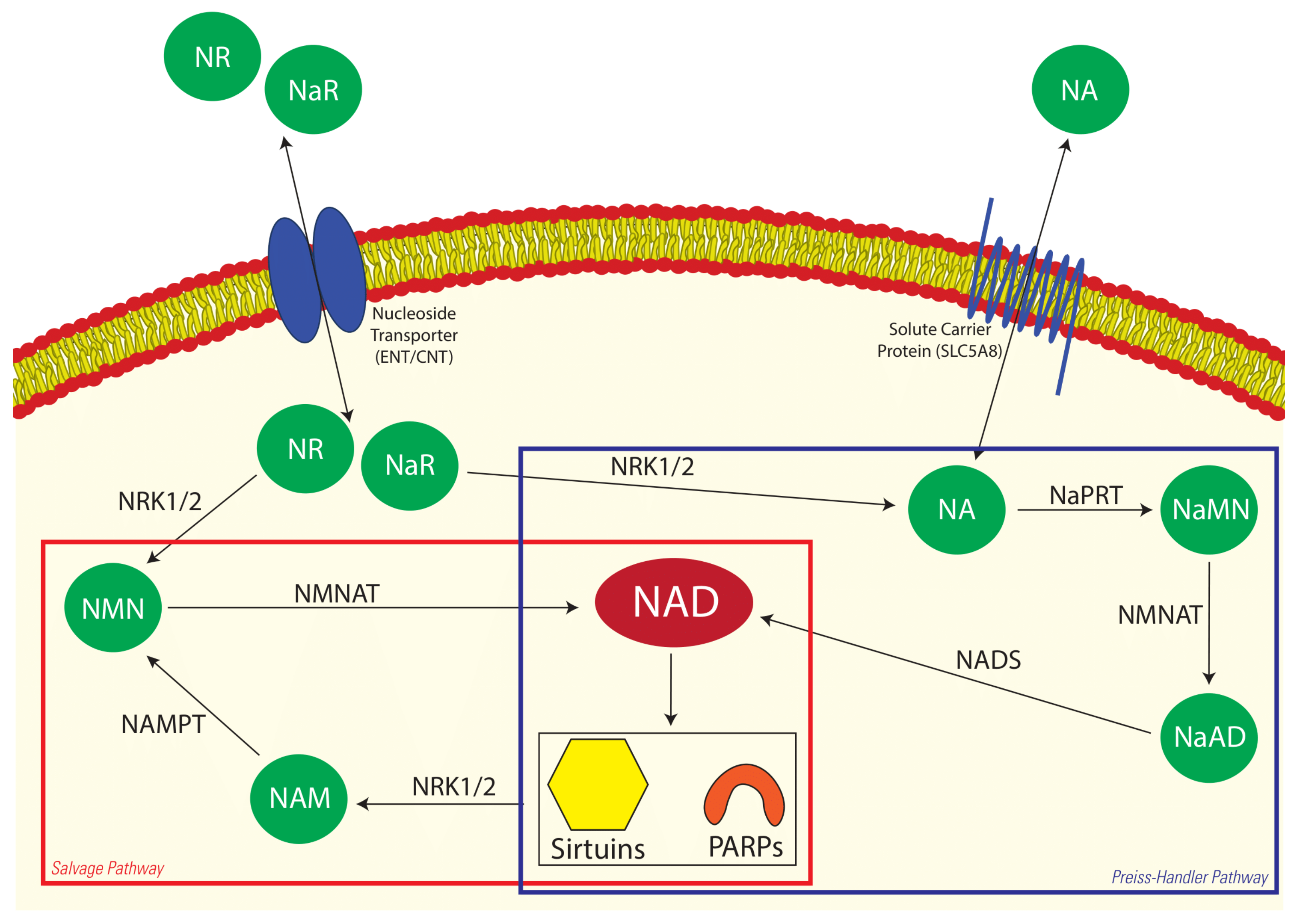 Animals 12 01383 g001