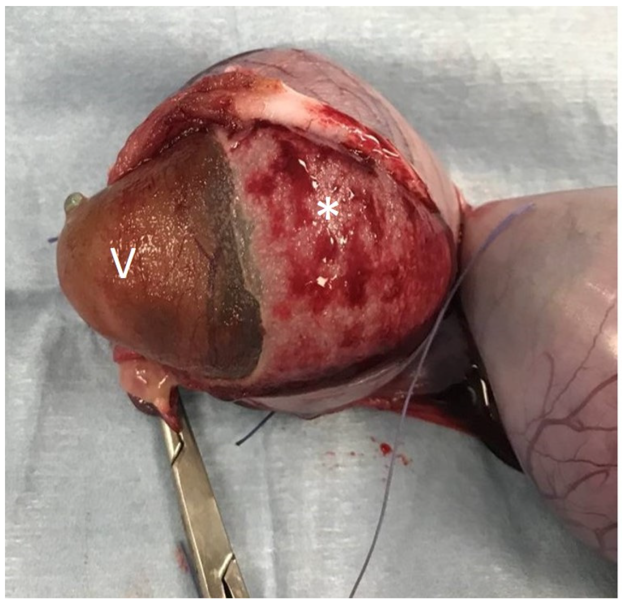 Animals 12 01414 g003