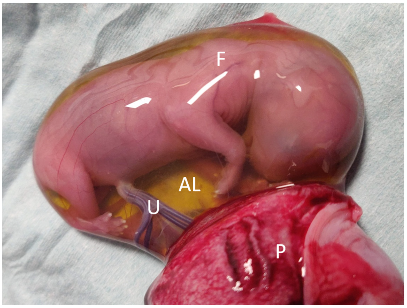 Animals 12 01414 g004