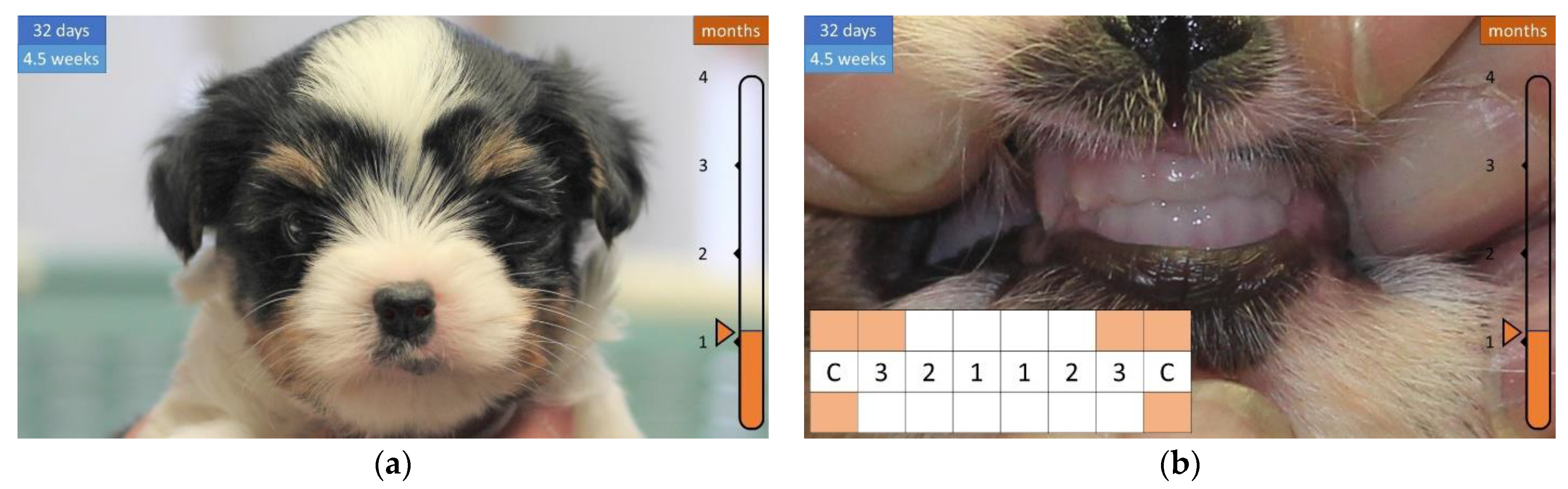 Animals 12 01417 g004