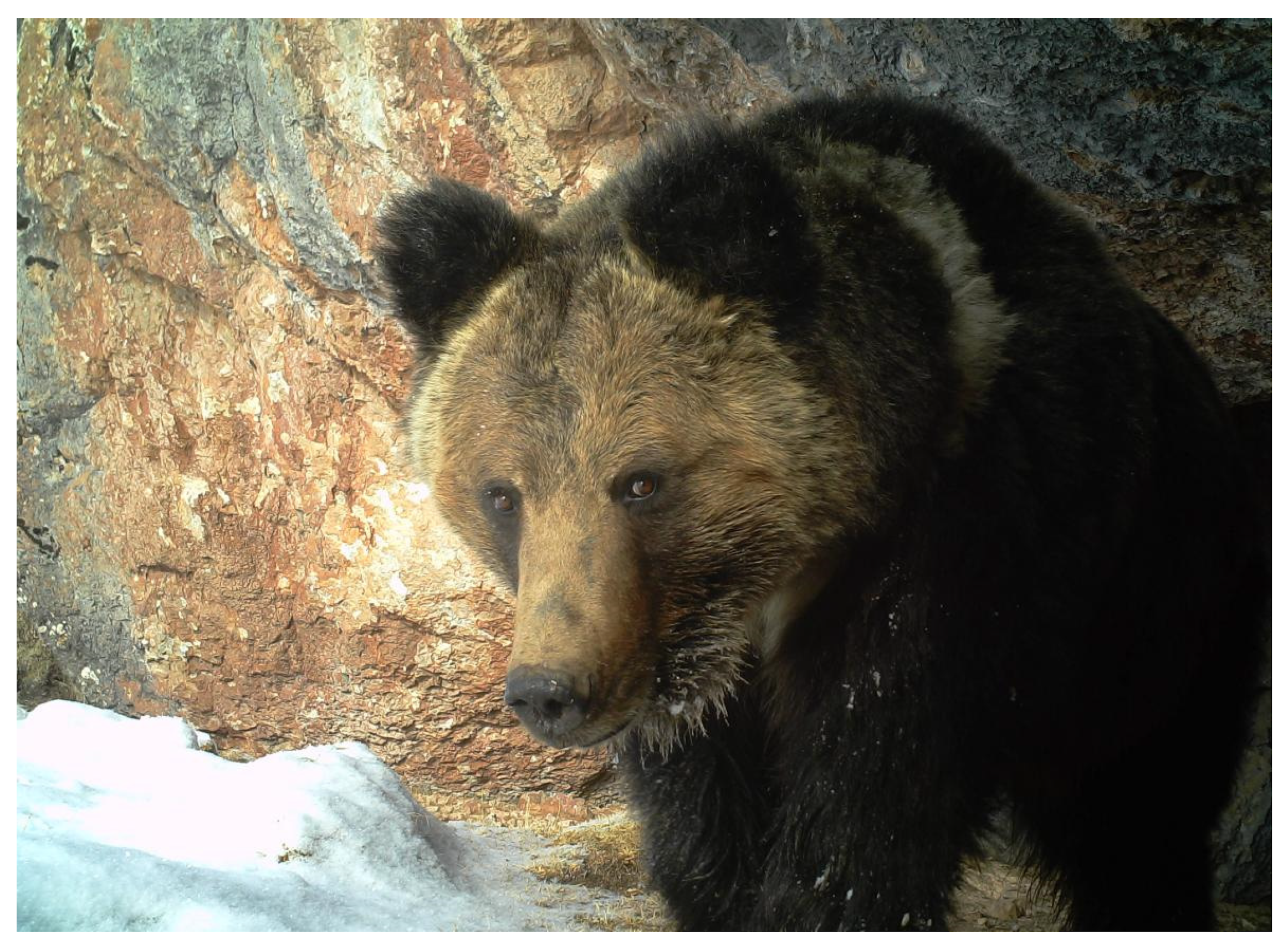 Animals 12 01422 g001