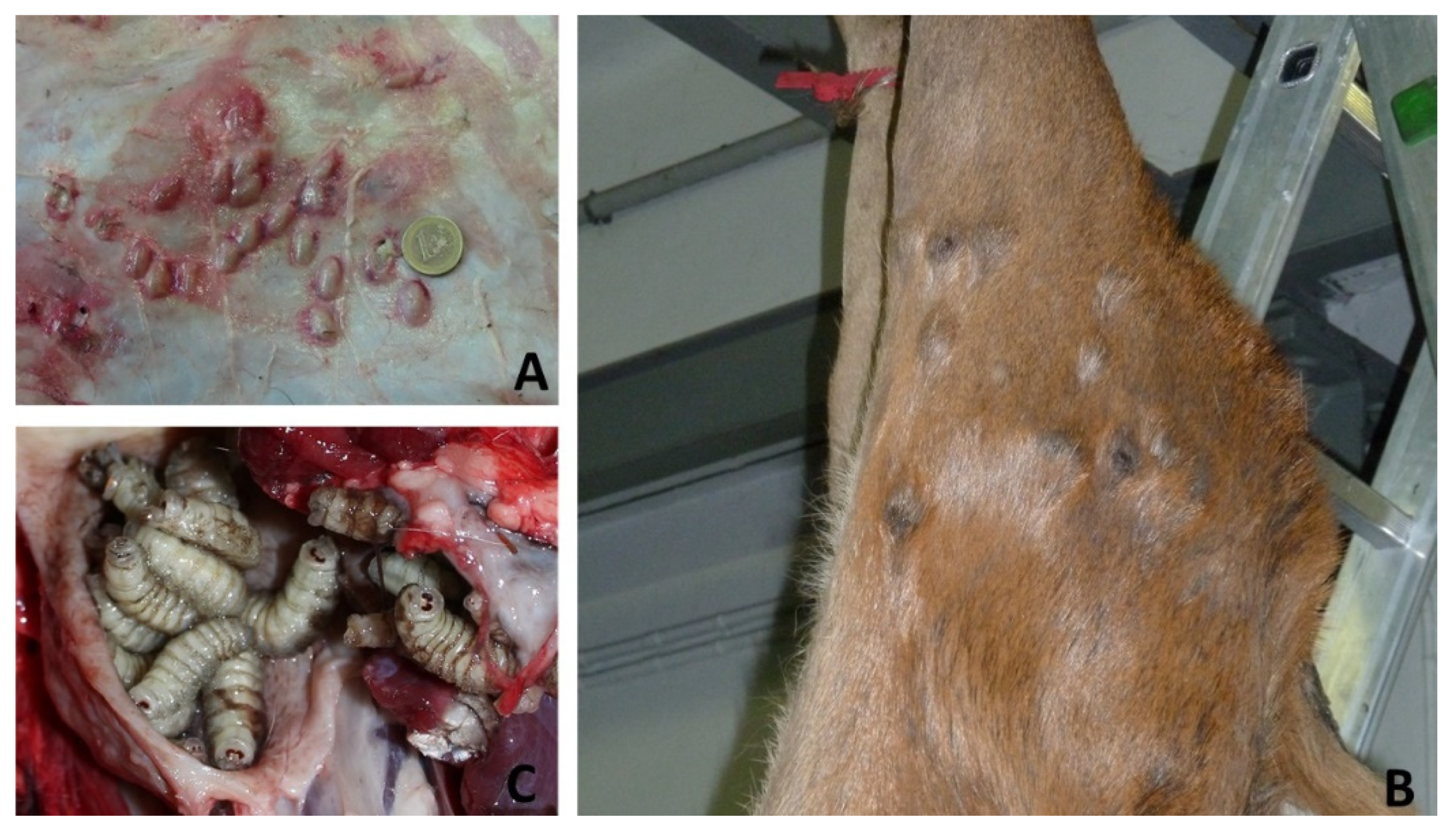 Animals 12 01433 g002