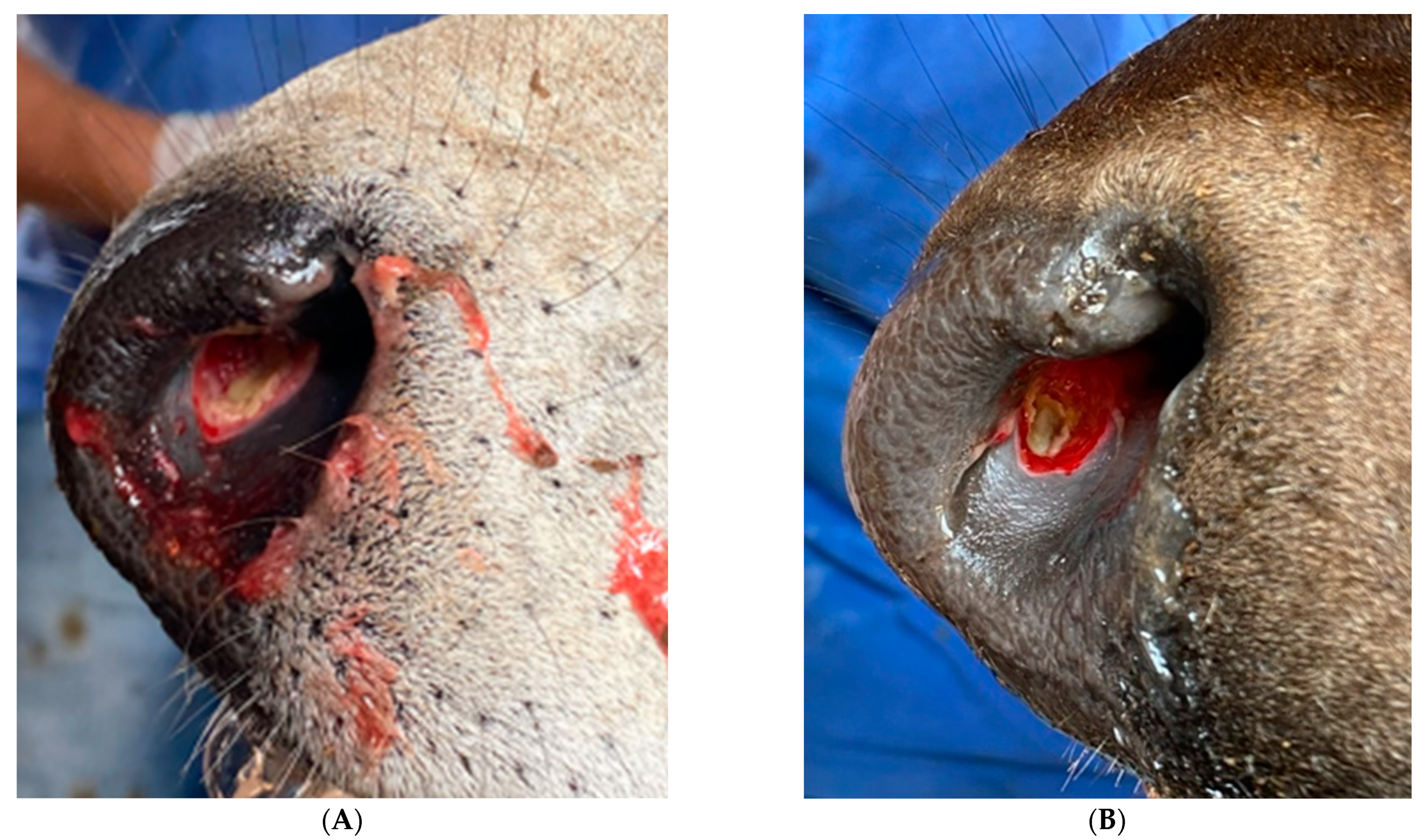 Animals 12 01452 g003