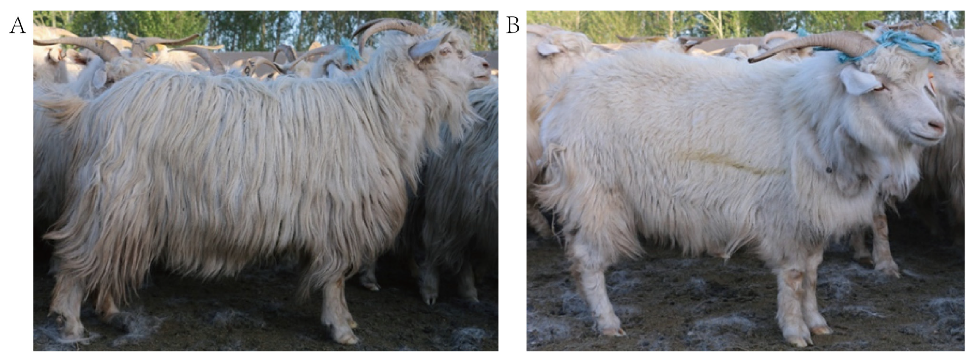 Animals 12 01456 g001