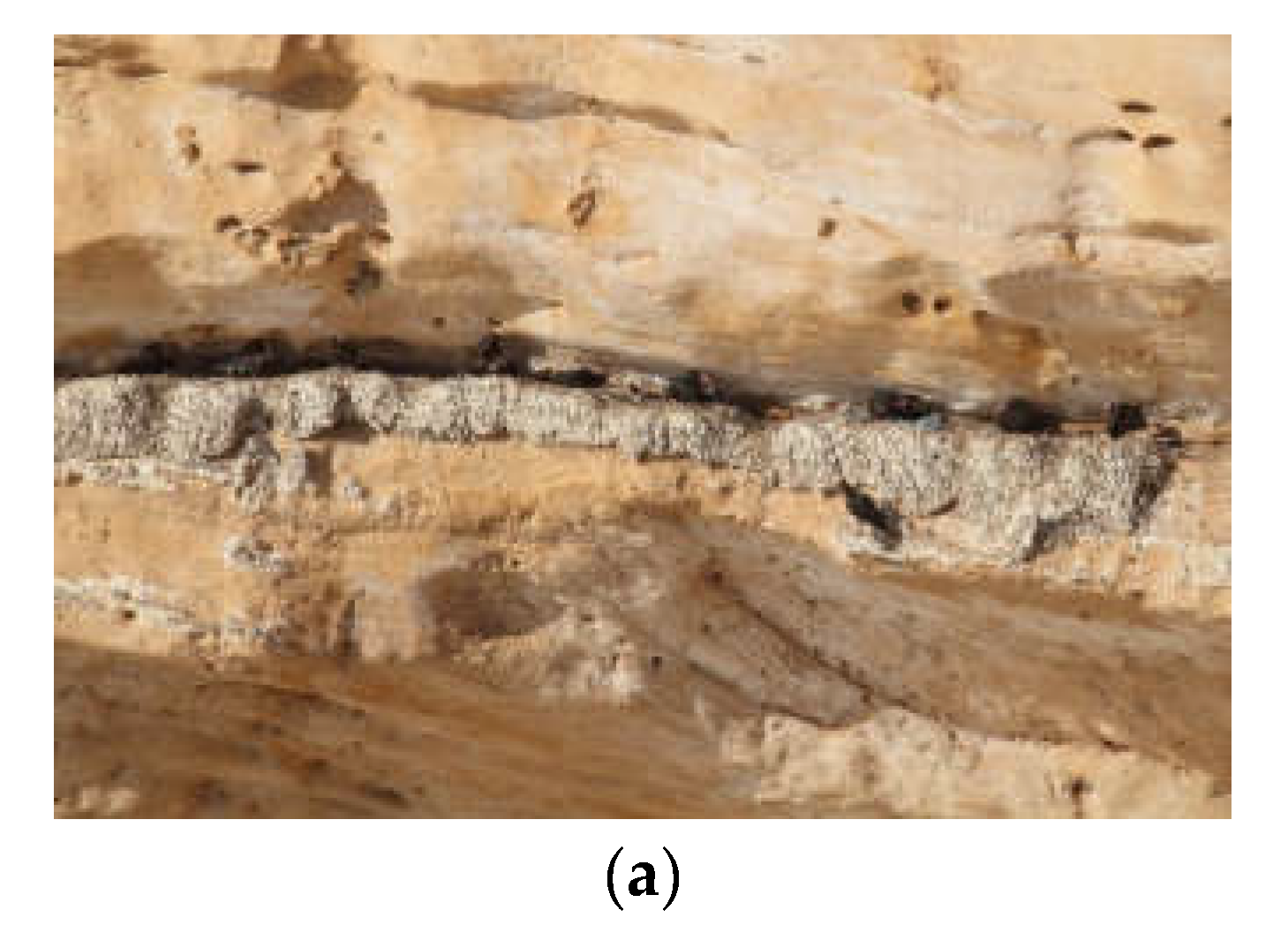 Animals 12 01569 g003a