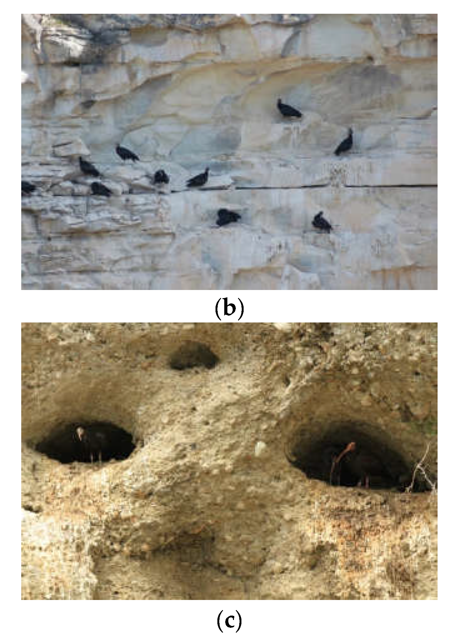 Animals 12 01569 g003b