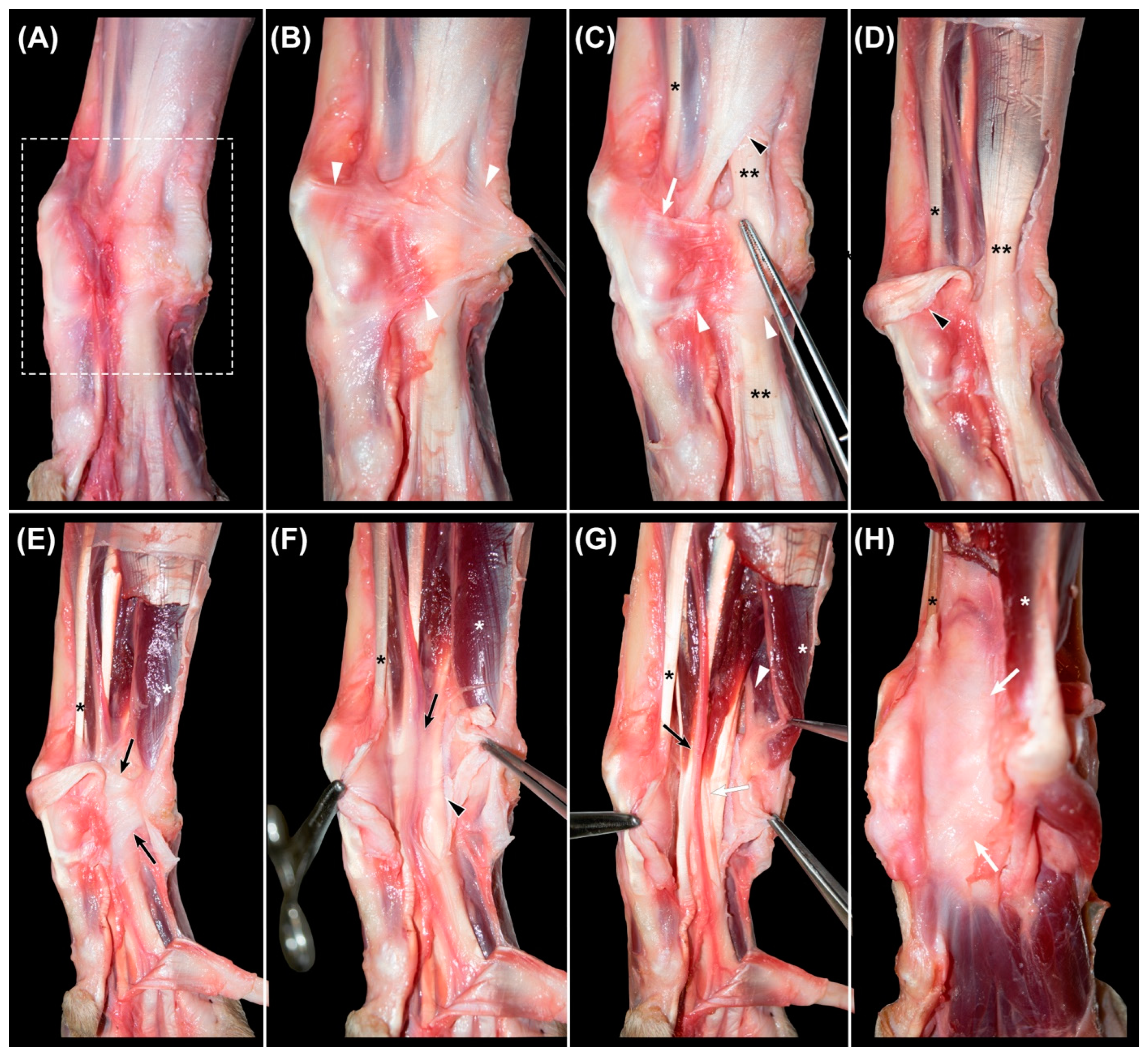 Animals 12 01573 g002