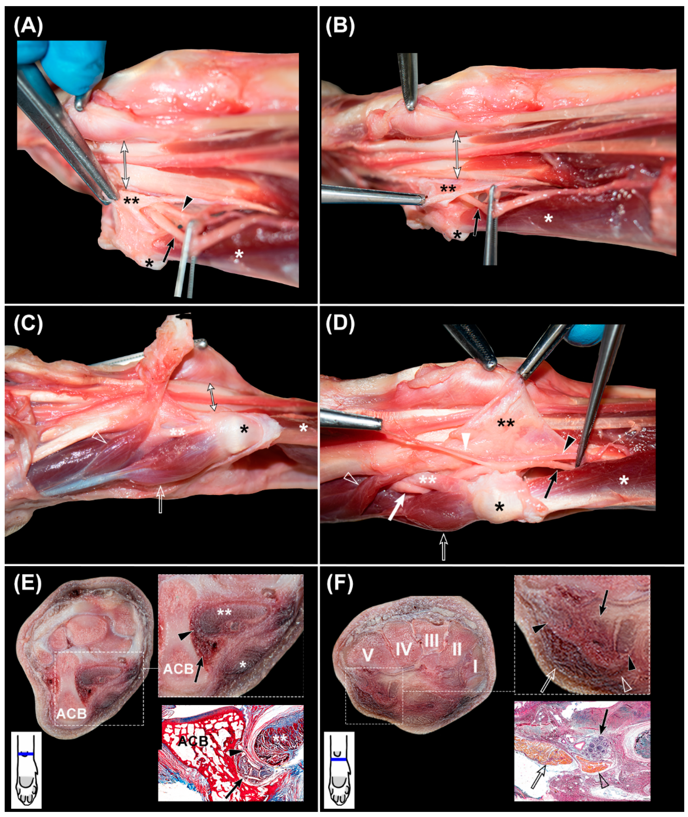 Animals 12 01573 g005