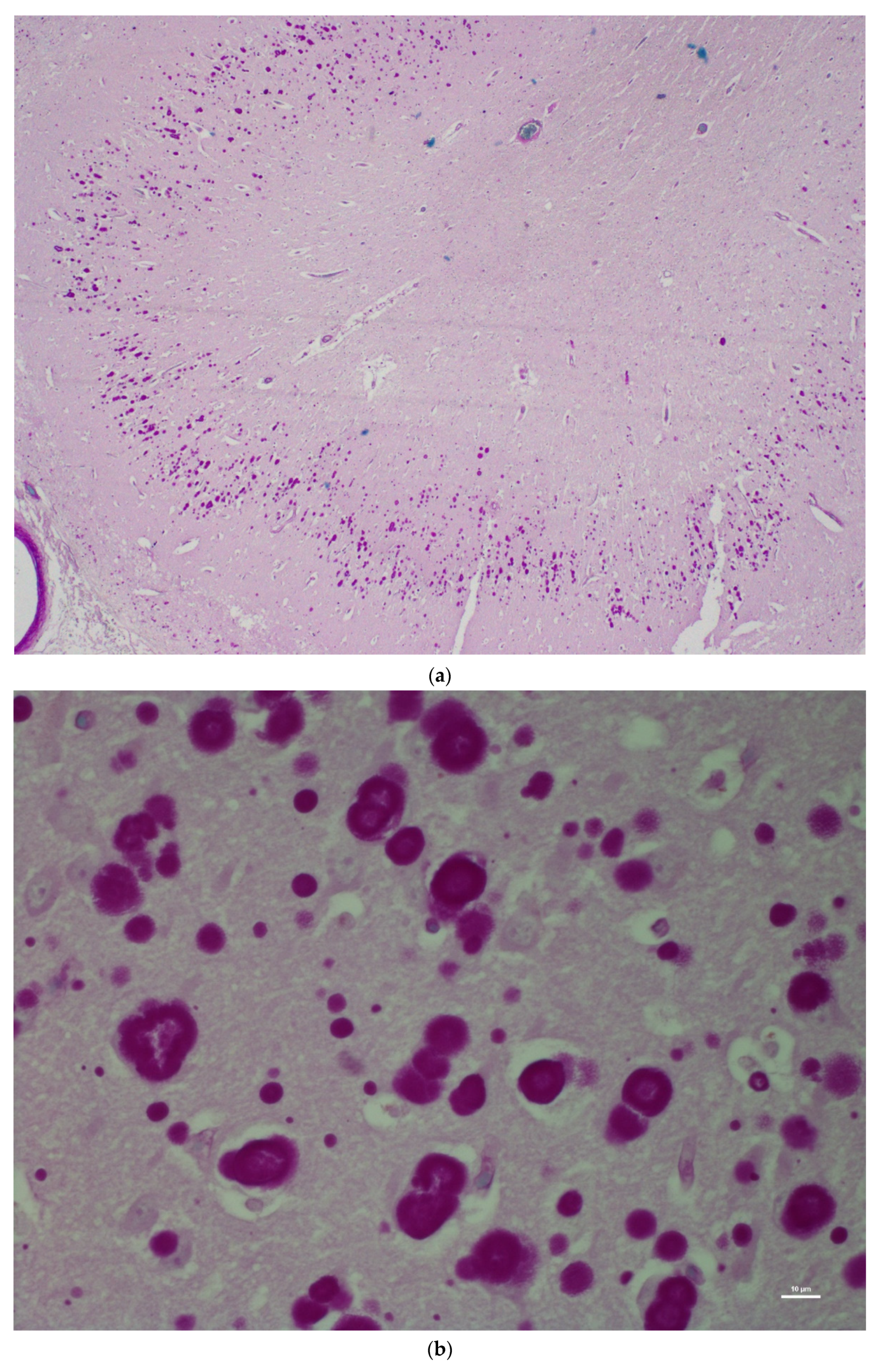 Animals 12 01633 g004