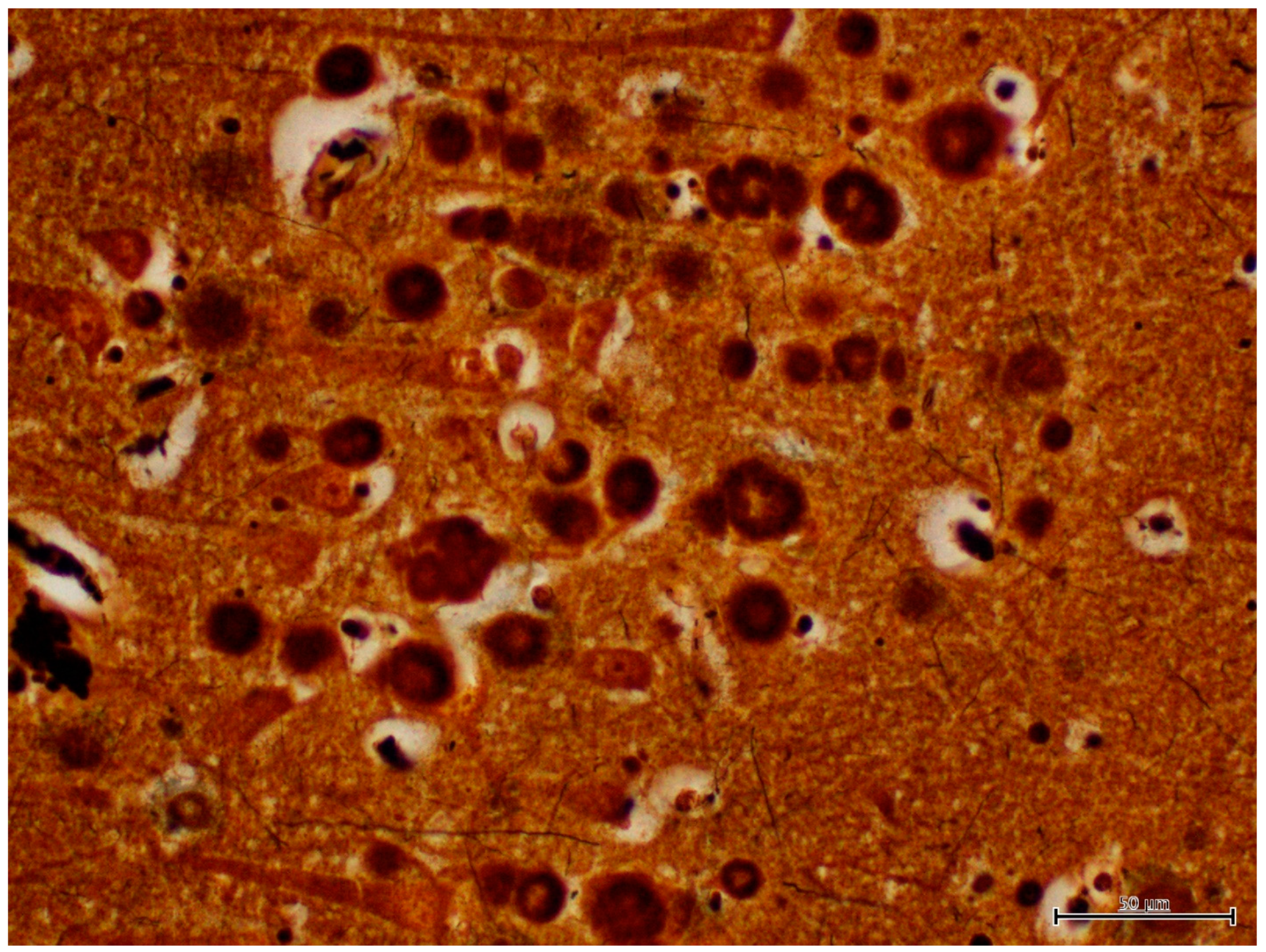 Animals 12 01633 g005