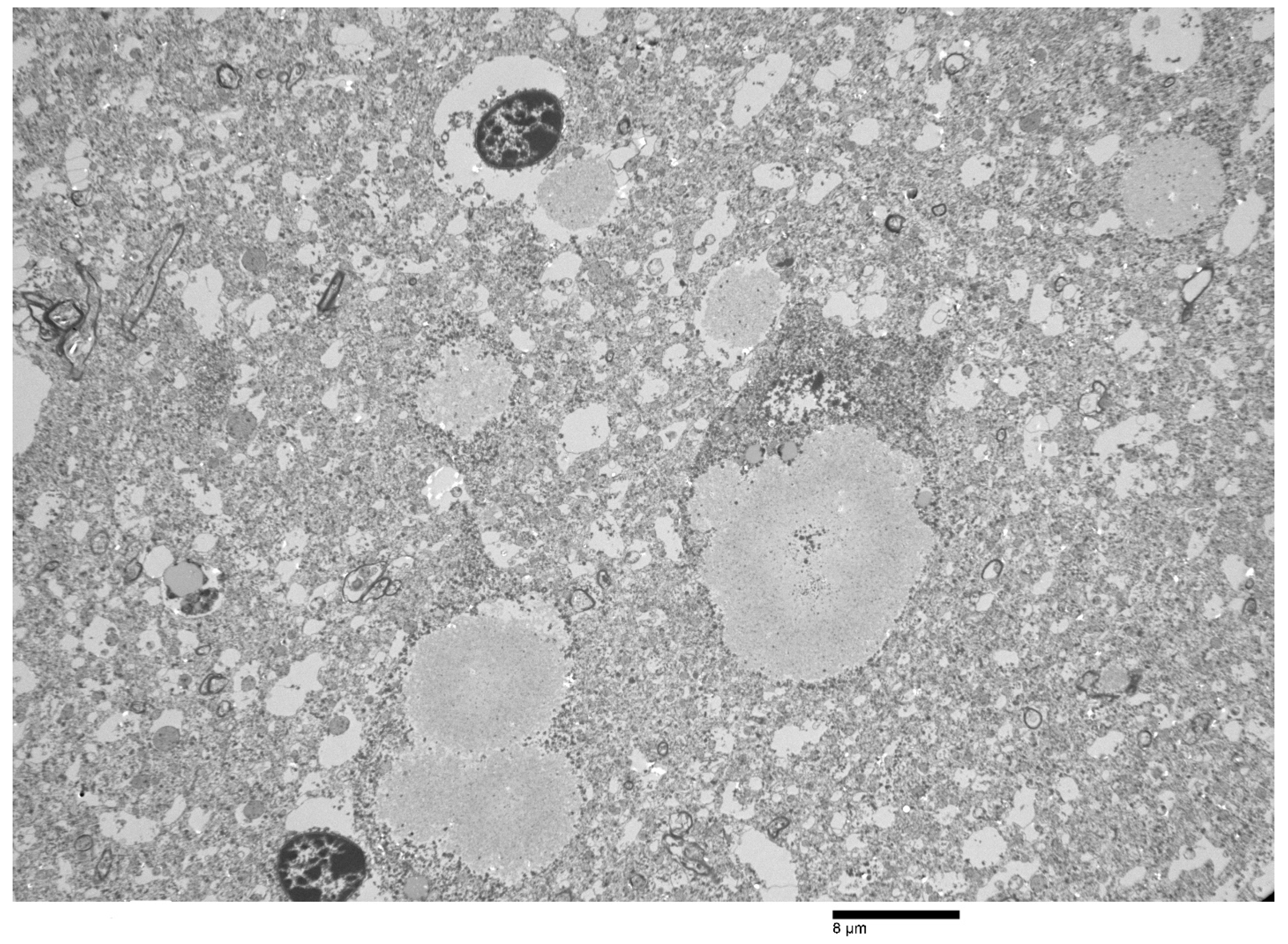 Animals 12 01633 g006