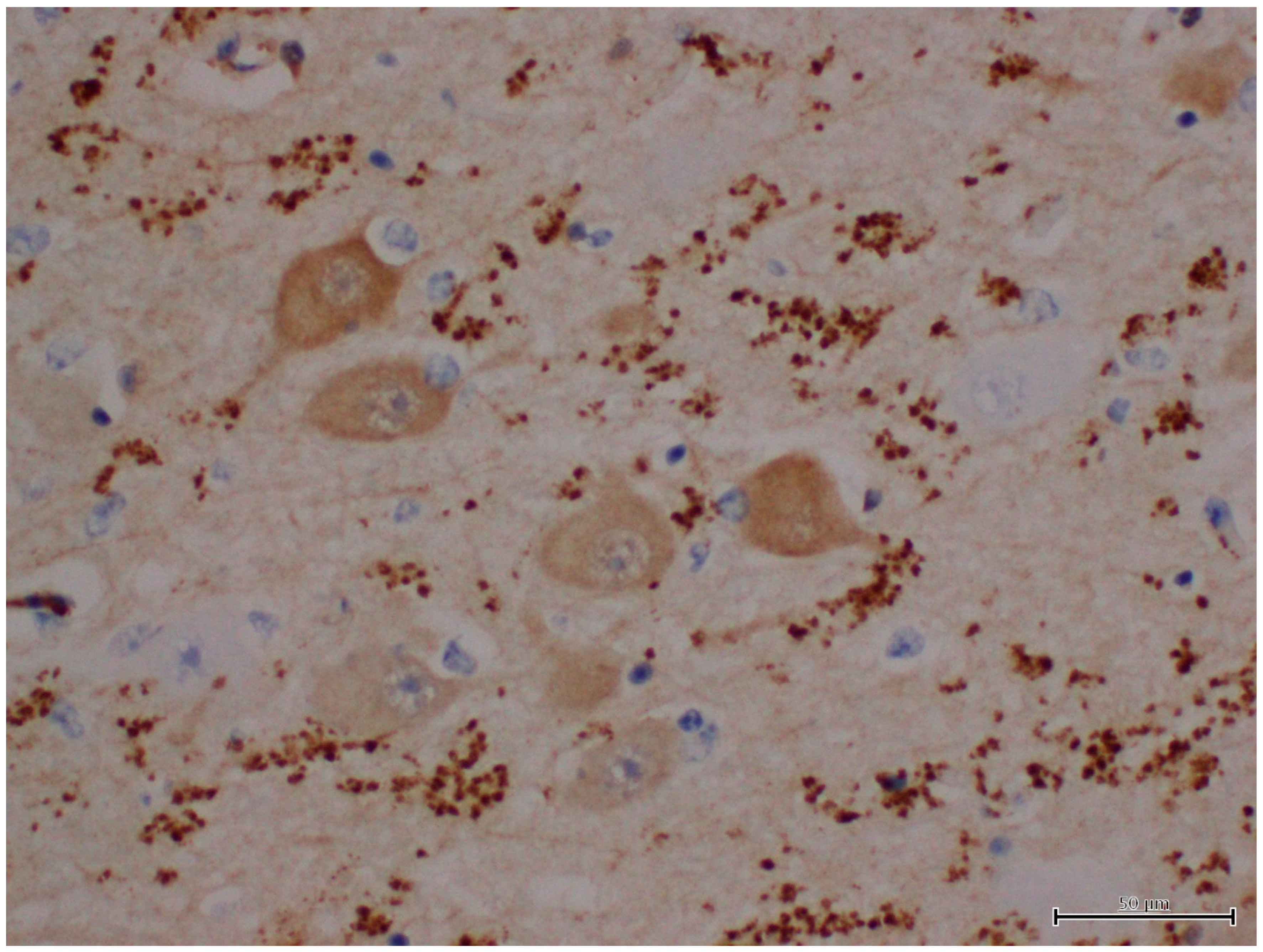 Animals 12 01633 g008