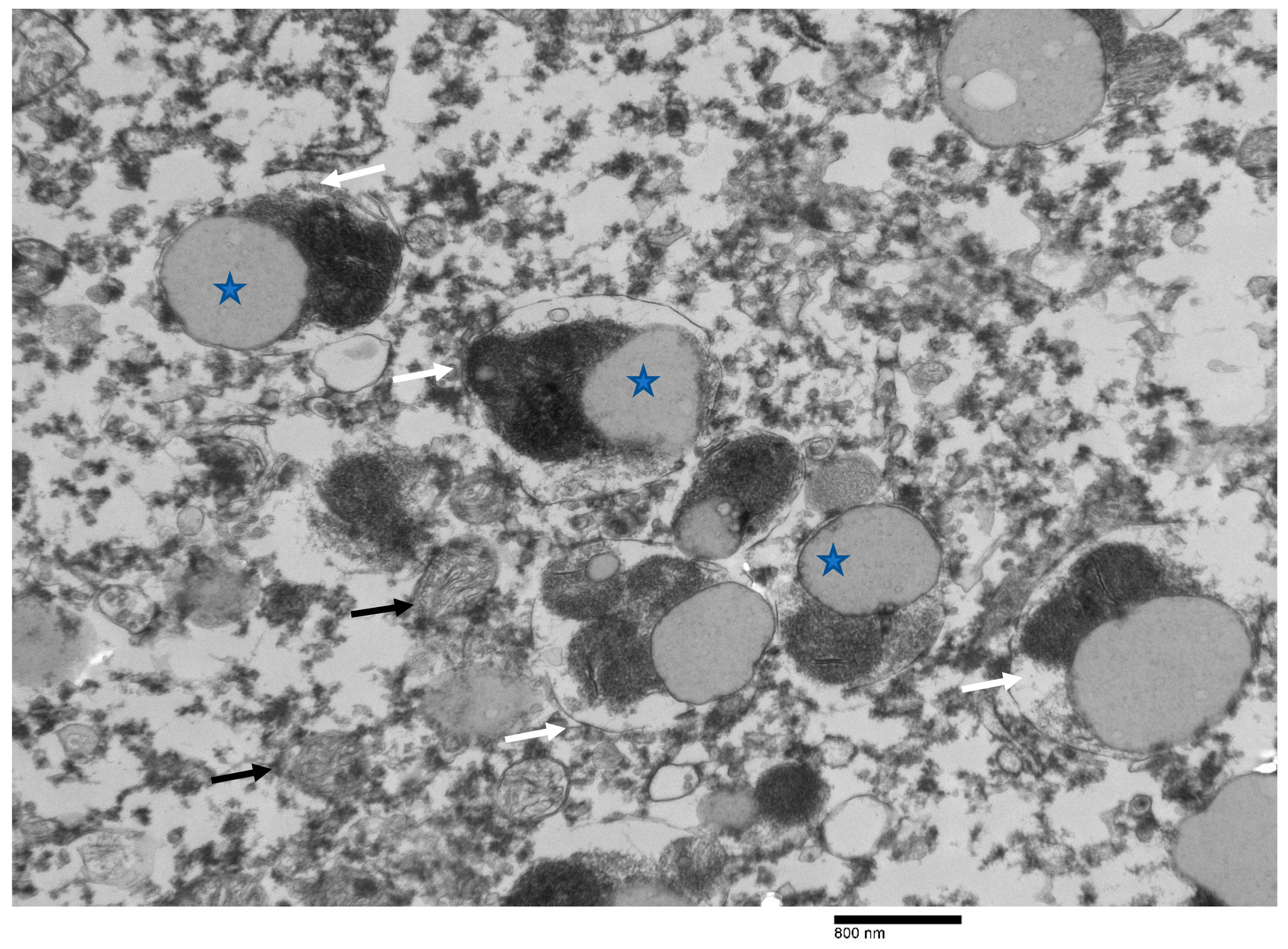 Animals 12 01633 g009