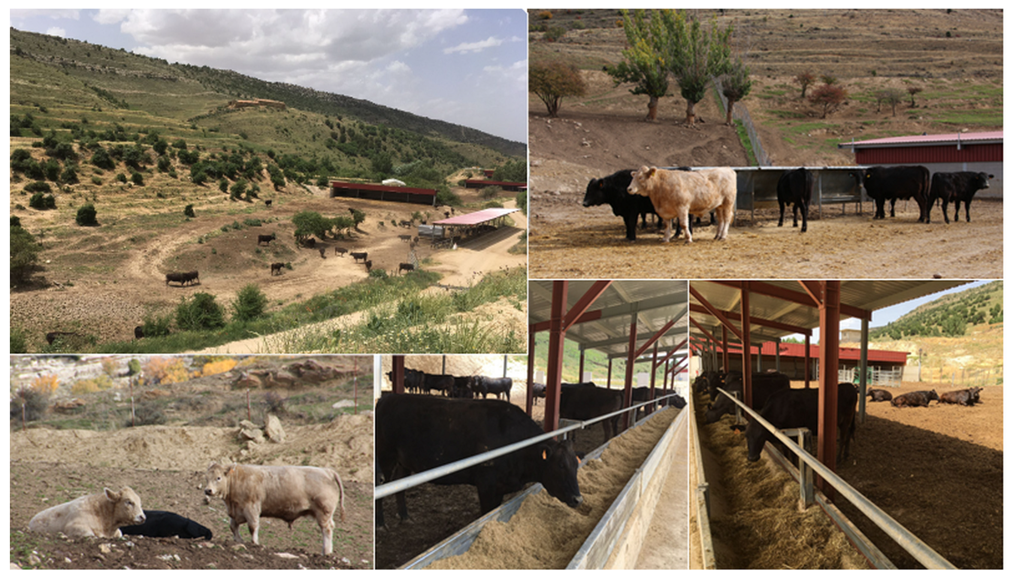 Animals 12 01671 g001