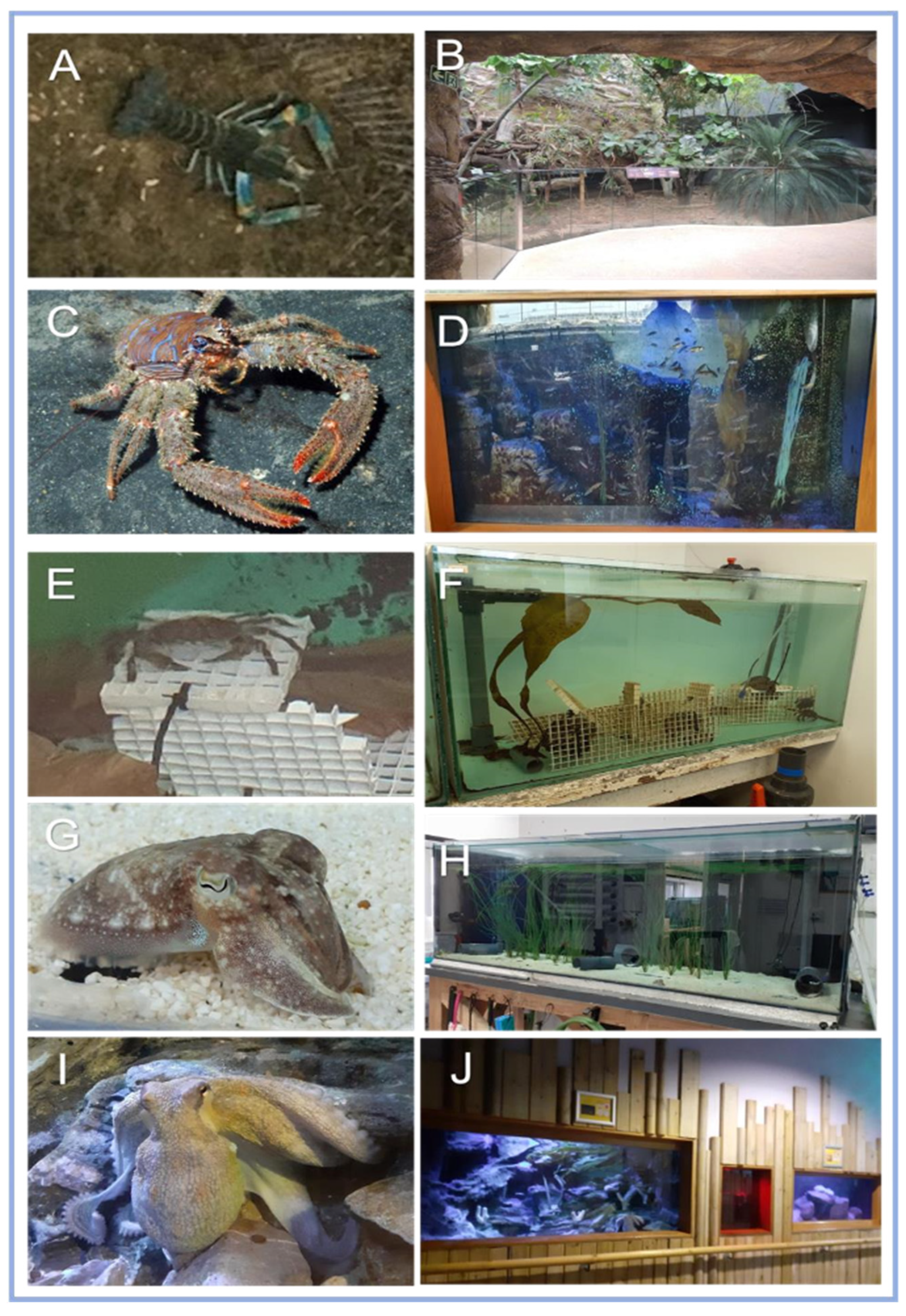 Animals 12 01675 g001 Animals 12 01675 g001