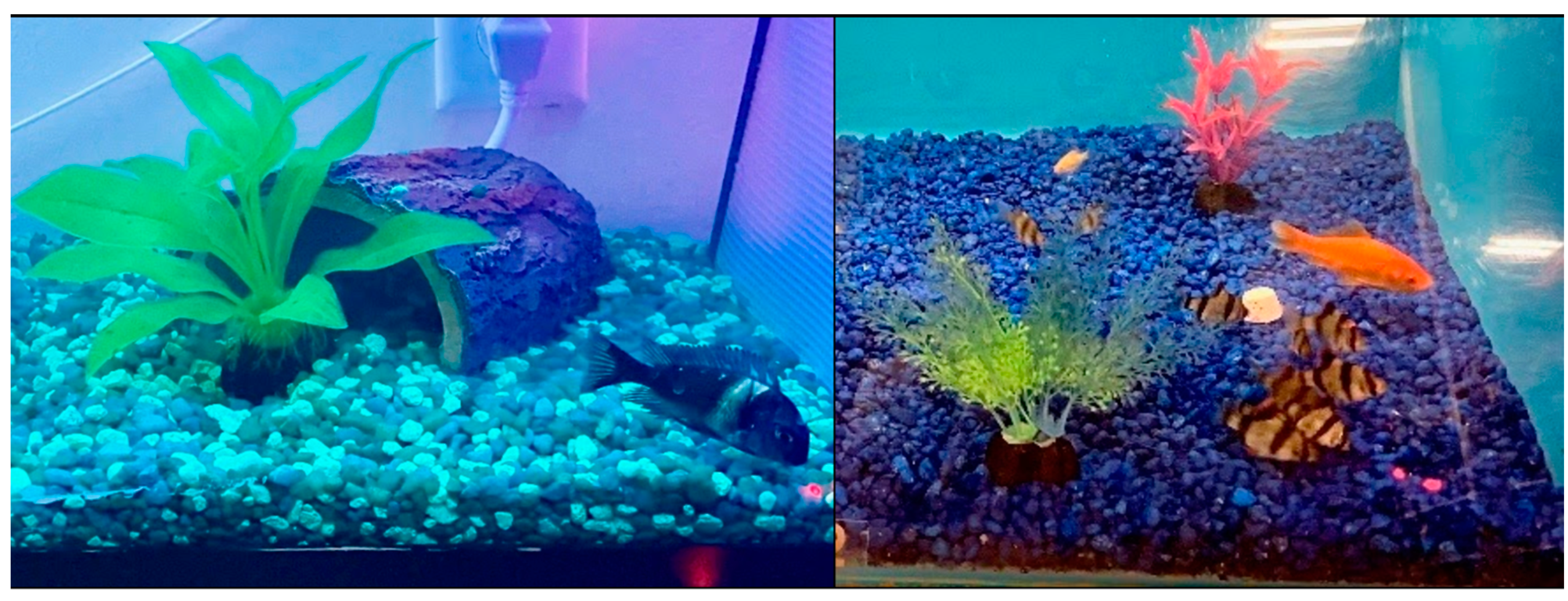 Animals 12 01684 g003