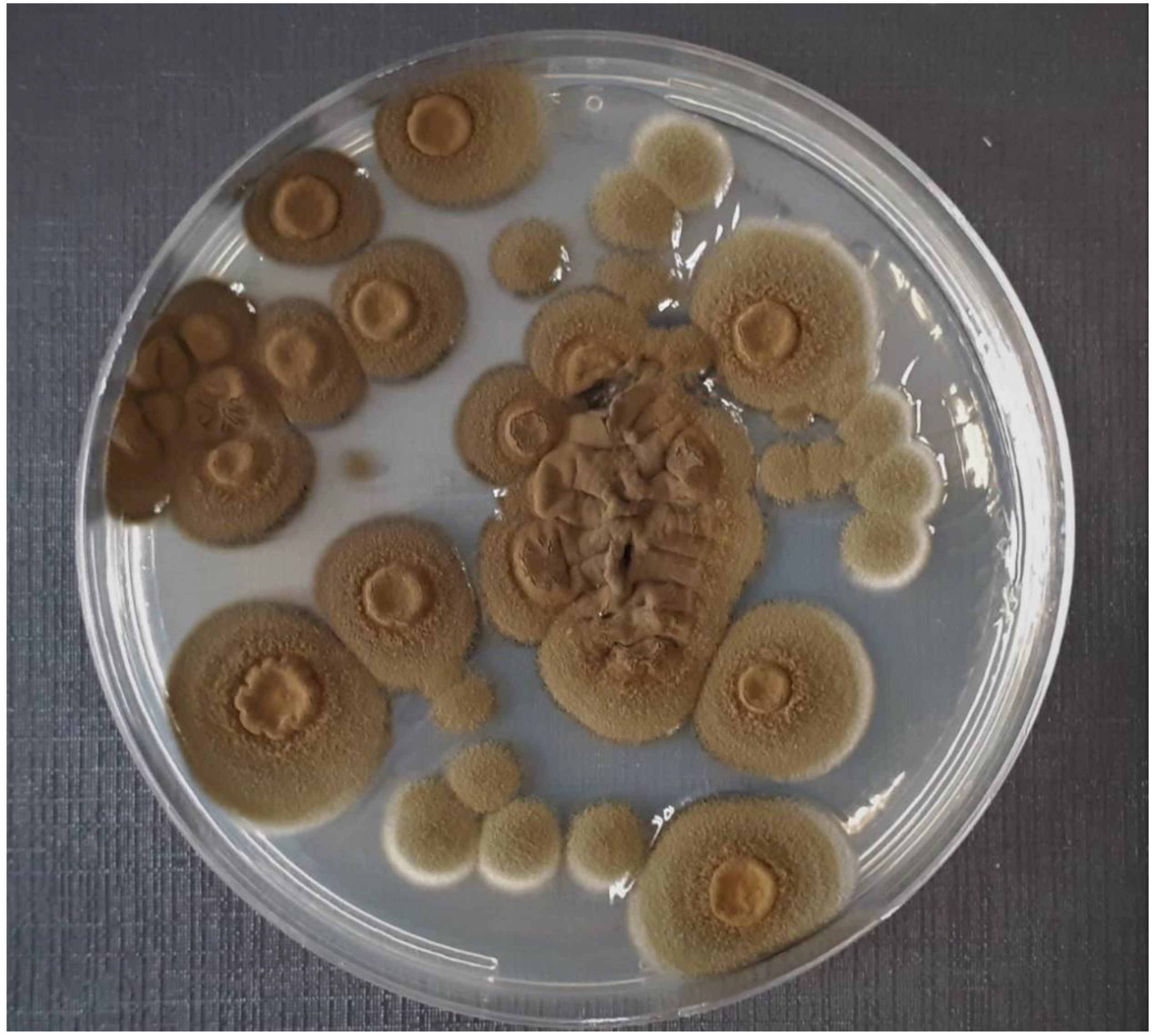 Animals 12 01699 g001