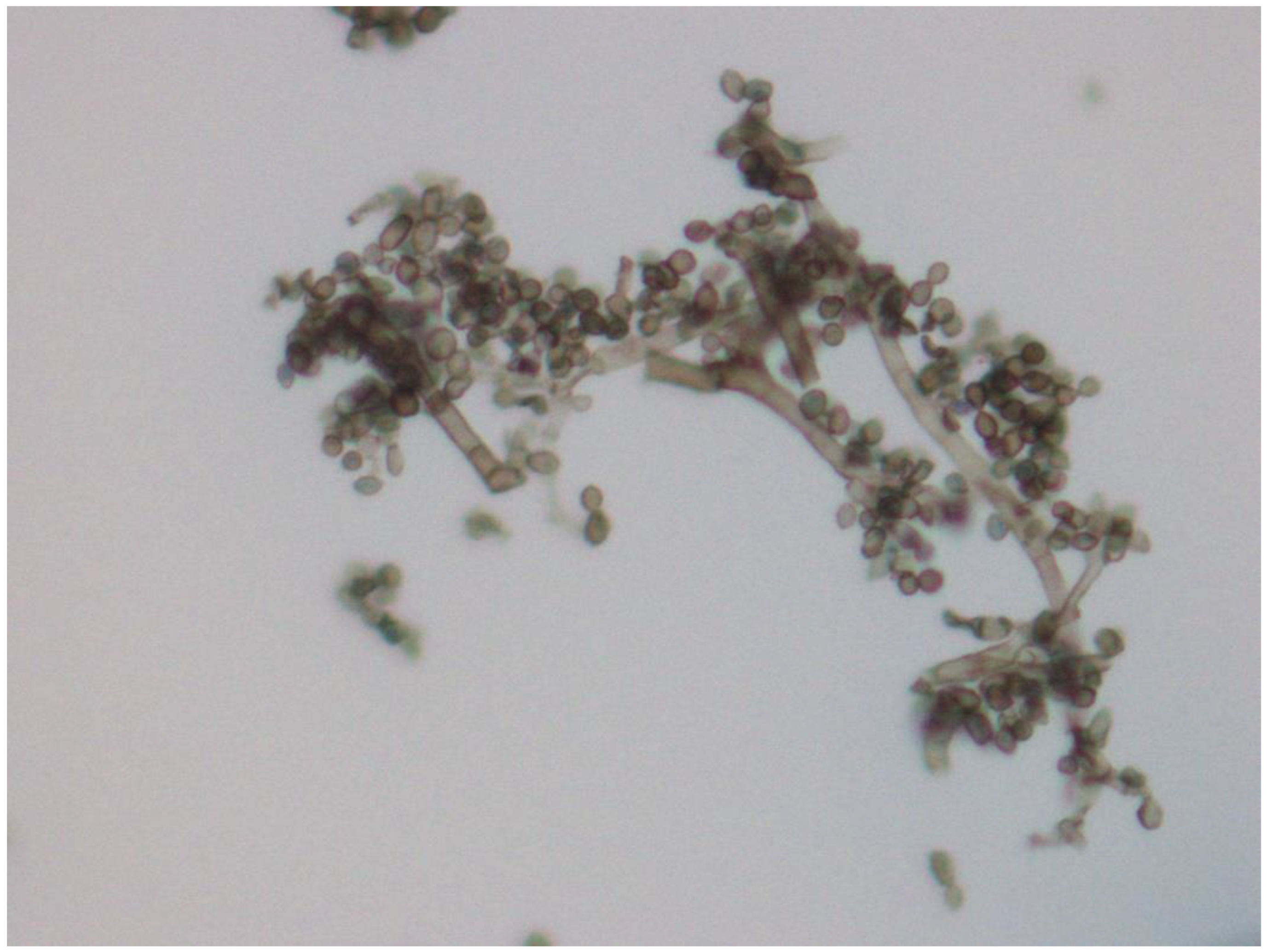 Animals 12 01699 g002