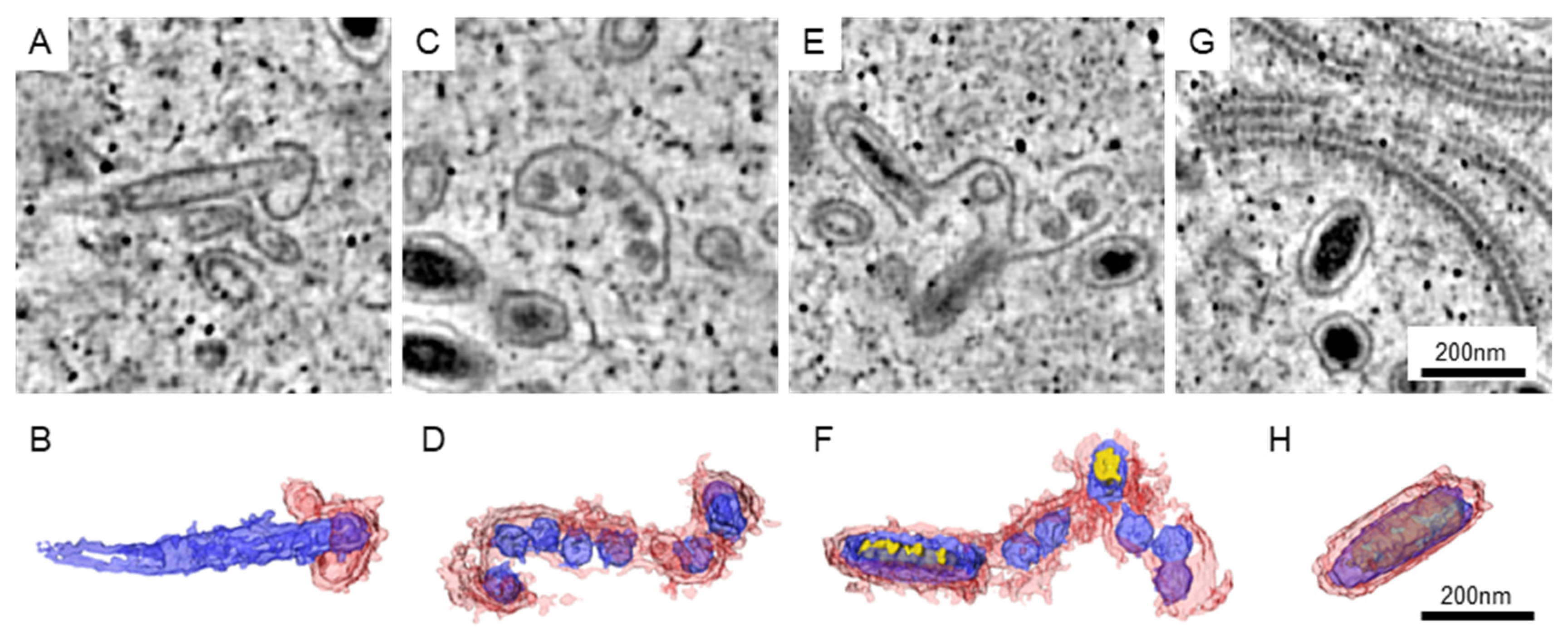 Animals 12 01730 g003