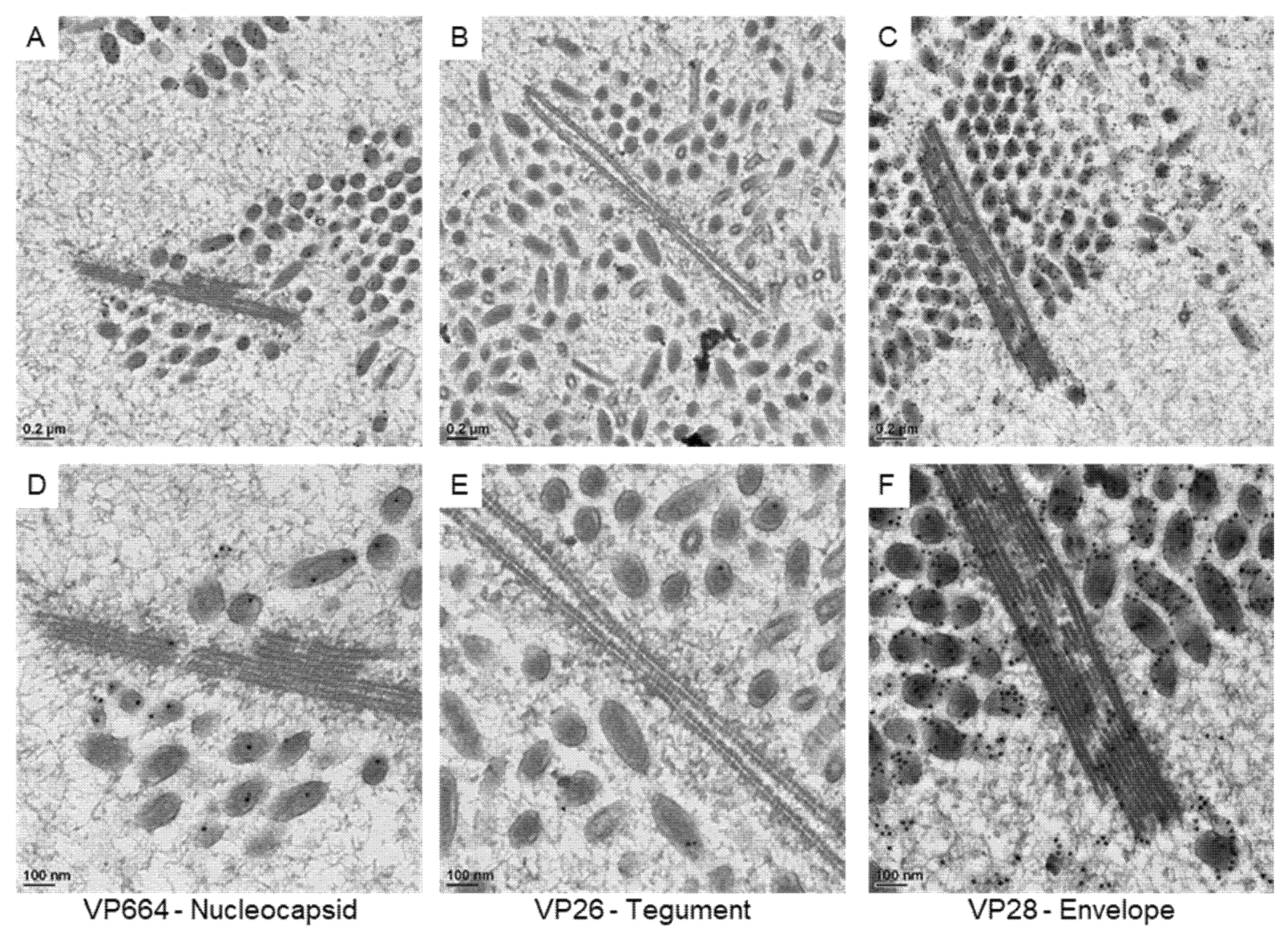 Animals 12 01730 g005