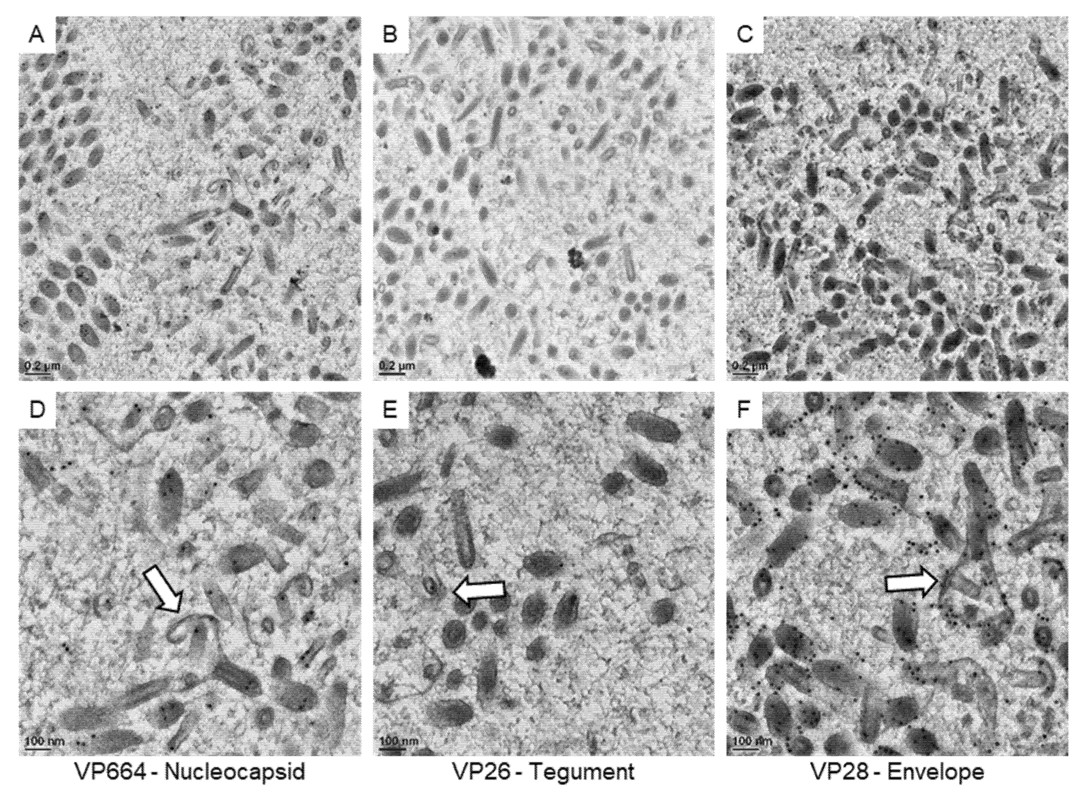Animals 12 01730 g006