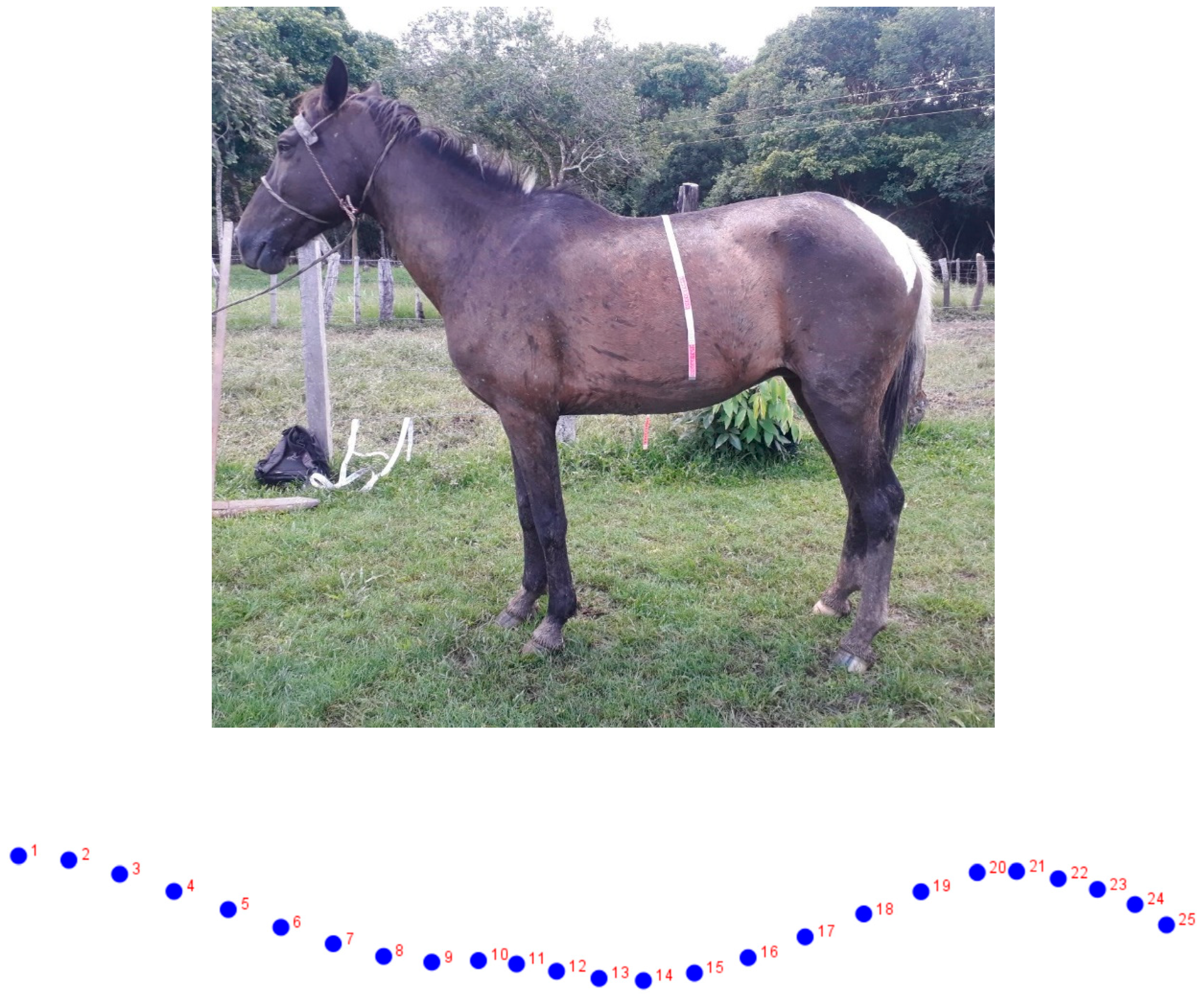 Animals 12 01731 g001