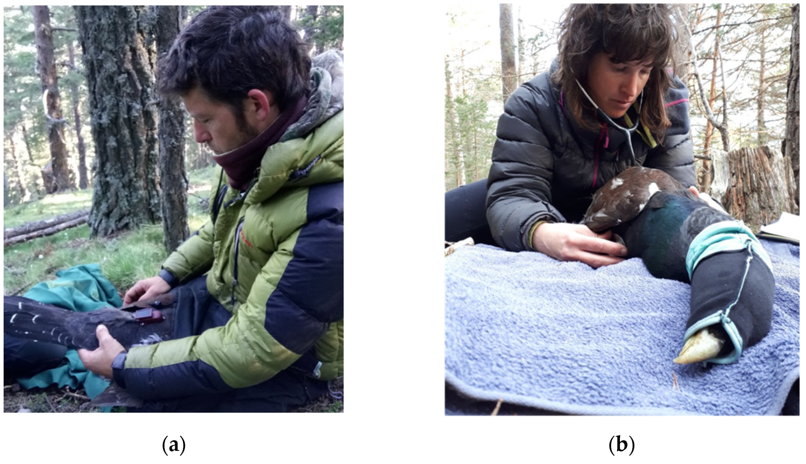 Animals 12 01773 g002