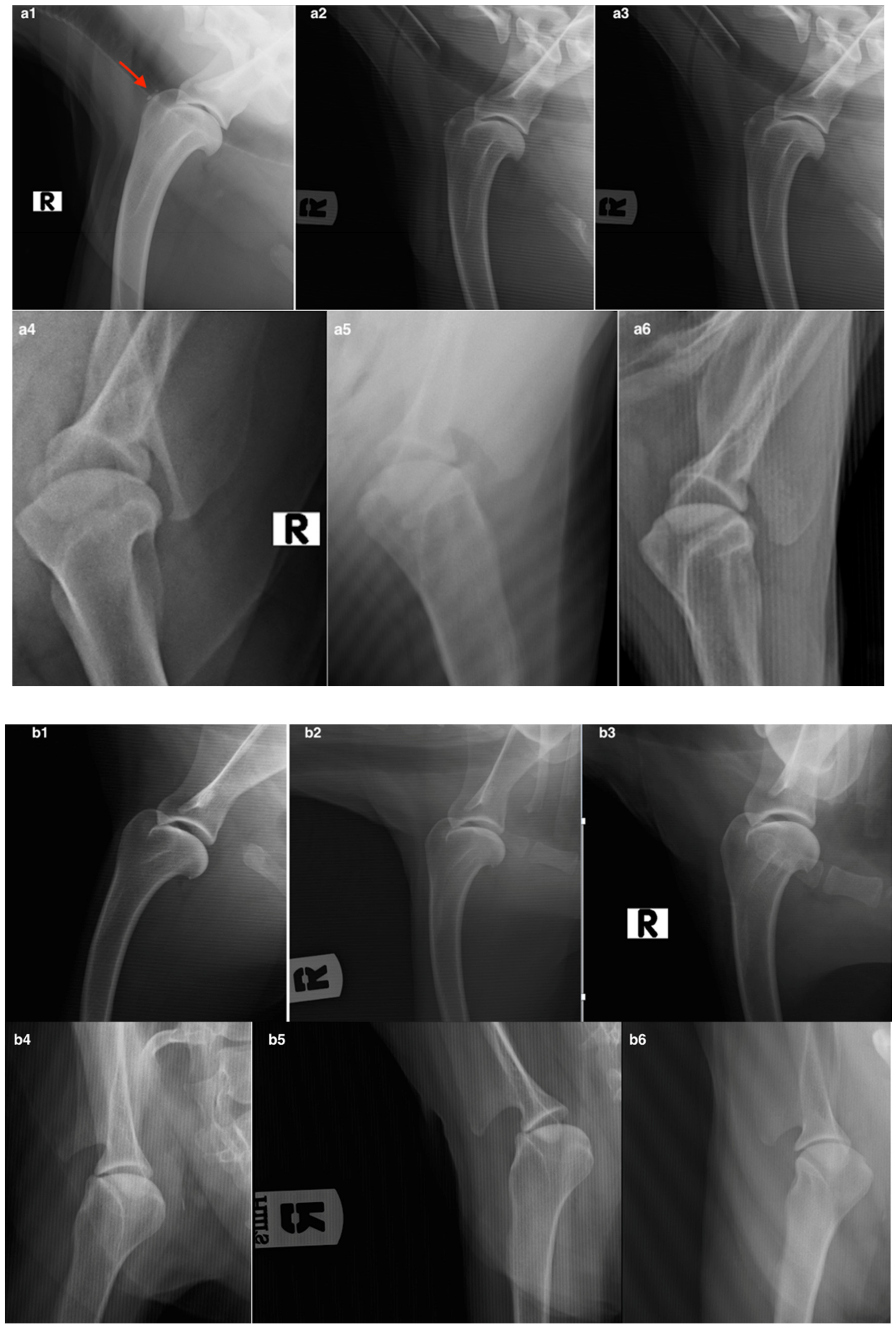 Animals 12 01844 g007