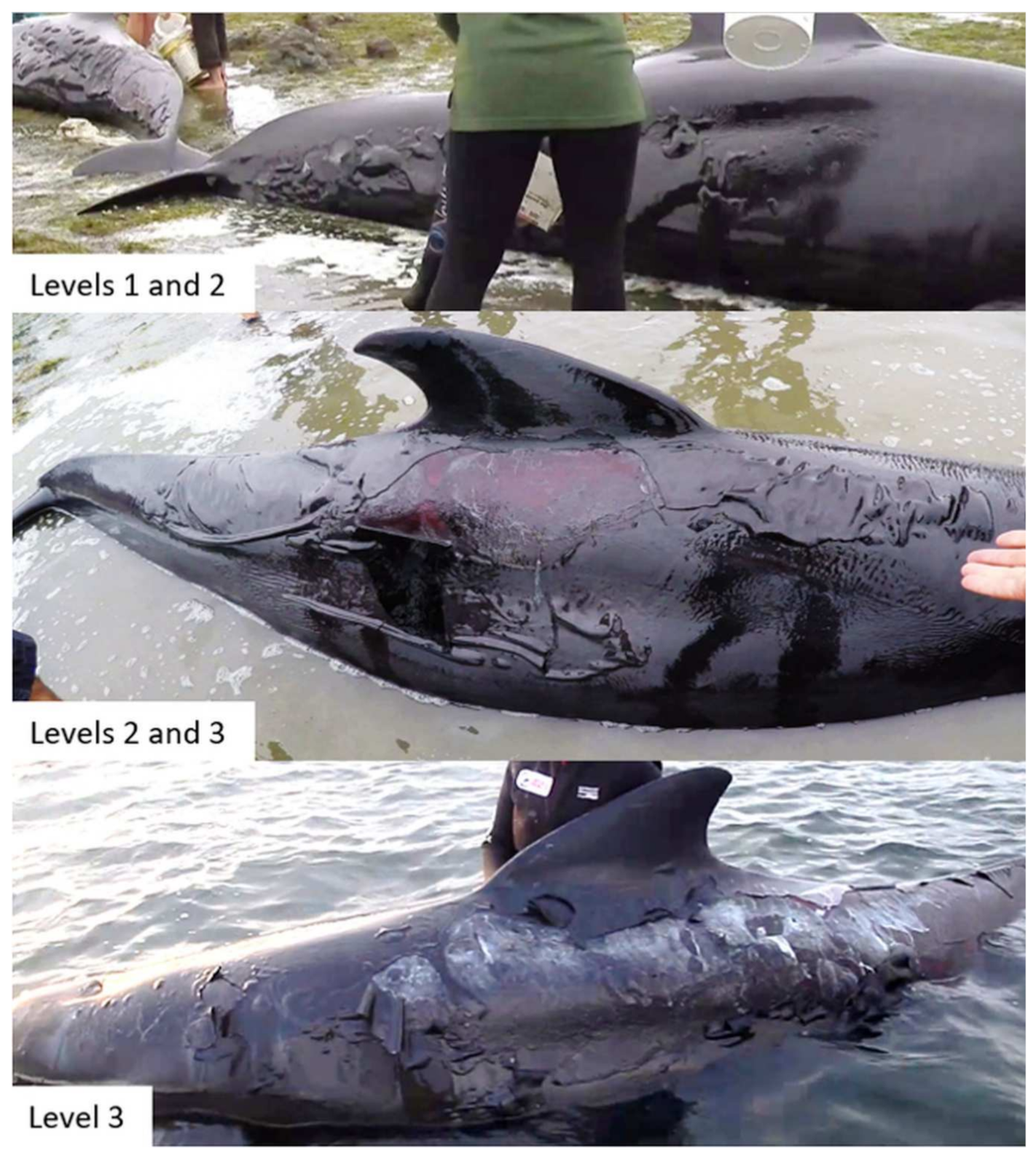 Animals 12 01861 g002